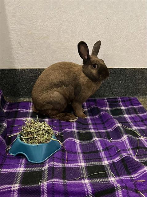 adoptable Rabbit in Albuquerque, NM named GUMMY