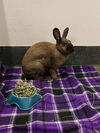 adoptable Rabbit in  named GUMMY