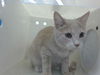 adoptable Cat in , NM named PROJECT