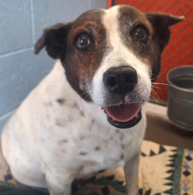 adoptable Dog in Albuquerque, NM named DELIA