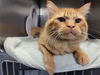 adoptable Cat in albuquerque, NM named WADE