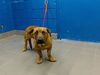 adoptable Dog in , NM named CHASE