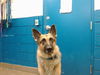 adoptable Dog in , NM named PHANTOM