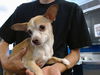 adoptable Dog in , NM named AB3