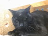 adoptable Cat in , NM named TCHALLA