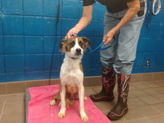 adoptable Dog in Albuquerque, NM named FLORIDA