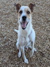 adoptable Dog in , NM named BROWNIE