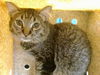 adoptable Cat in , NM named POLLUX