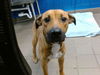 adoptable Dog in , NM named MISSY