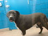 adoptable Dog in , NM named ATHENA