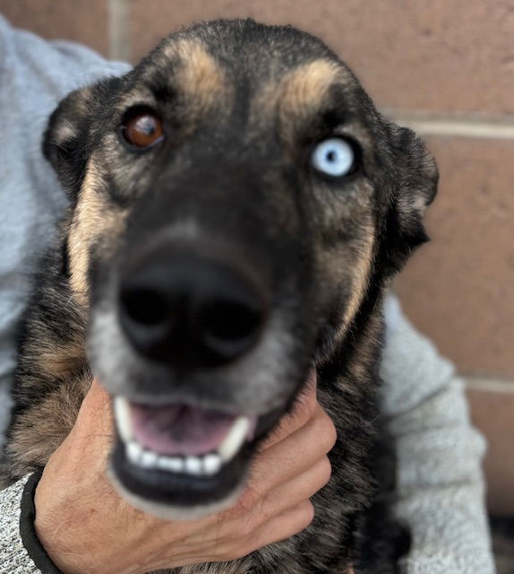 adoptable Dog in Albuquerque, NM named RAMBO