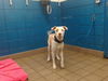 adoptable Dog in , NM named WILSON