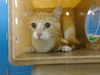 adoptable Cat in , NM named AJIZZLE