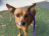 adoptable Dog in , NM named REGINA