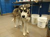 adoptable Dog in , NM named BUDDIE