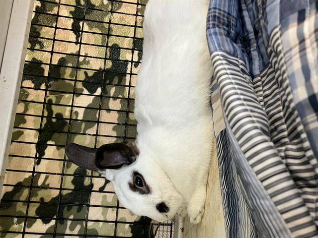 adoptable Rabbit in Albuquerque, NM named MALFOY