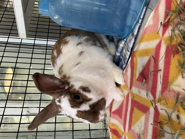 adoptable Rabbit in Albuquerque, NM named WEESLEY