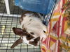 adoptable Rabbit in albuquerque, NM named WEESLEY