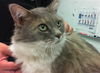 adoptable Cat in , NM named WISKERS