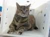 adoptable Cat in , NM named LOLA