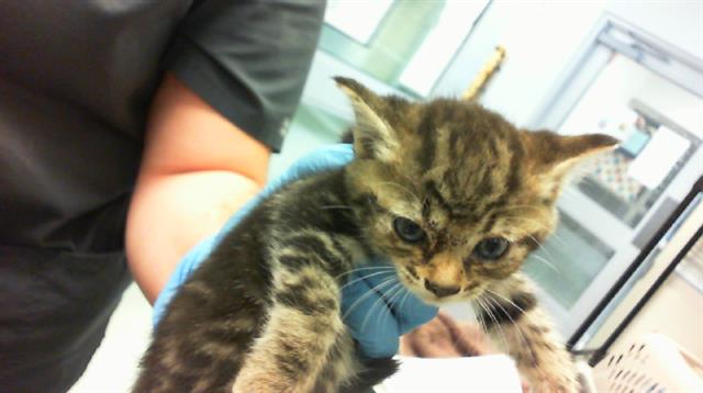 adoptable Cat in Albuquerque, NM named VANCOUVER