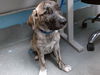 adoptable Dog in , NM named RANGER