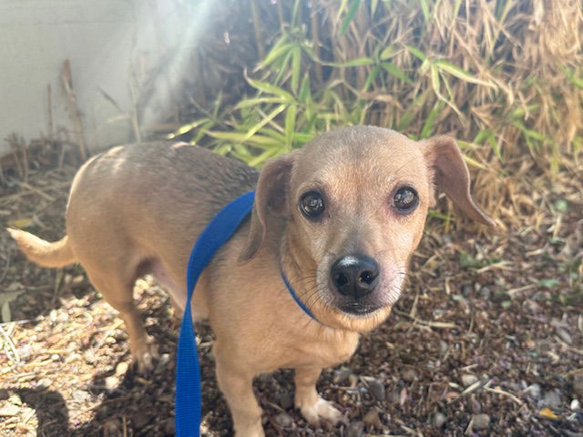 adoptable Dog in Albuquerque, NM named YOGI