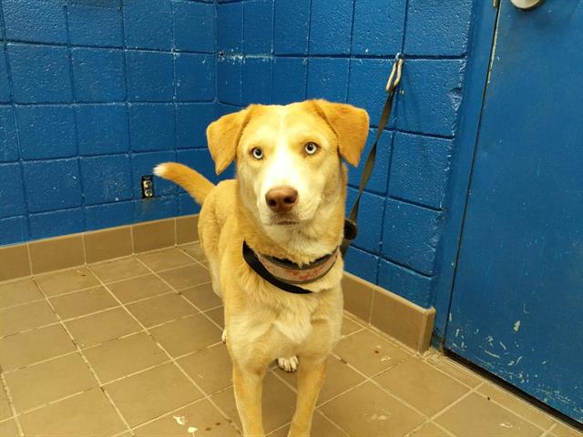 adoptable Dog in Albuquerque, NM named CAMO