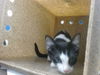 adoptable Cat in , NM named NEWBERRY