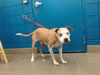 adoptable Dog in , NM named TUMTUM