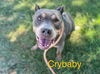 adoptable Dog in  named CRY BABY