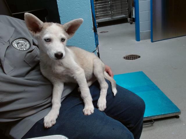 adoptable Dog in Albuquerque, NM named ARCHIMEDES