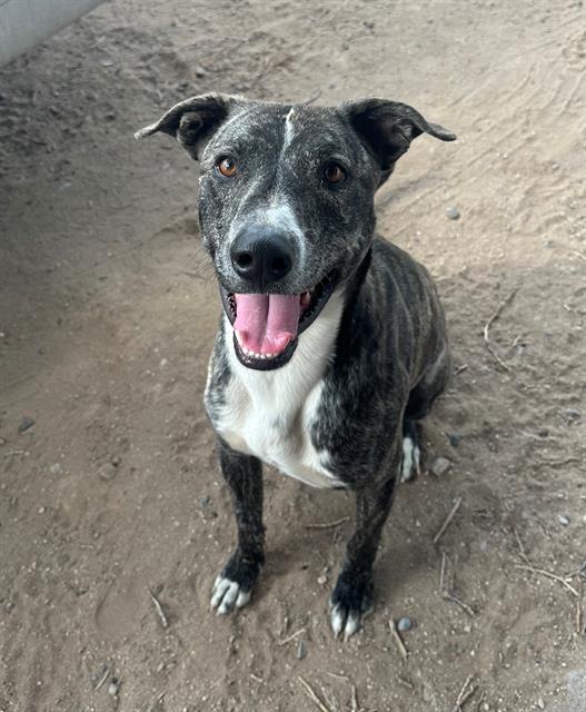 adoptable Dog in Albuquerque, NM named CLIFFORD