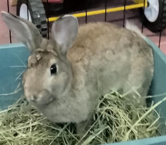 adoptable Rabbit in Albuquerque, NM named RICO