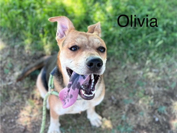 OLIVIA
