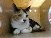 adoptable Cat in Albuquerque, NM named CORDELIA