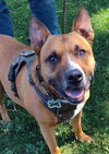 adoptable Dog in  named STUBBS