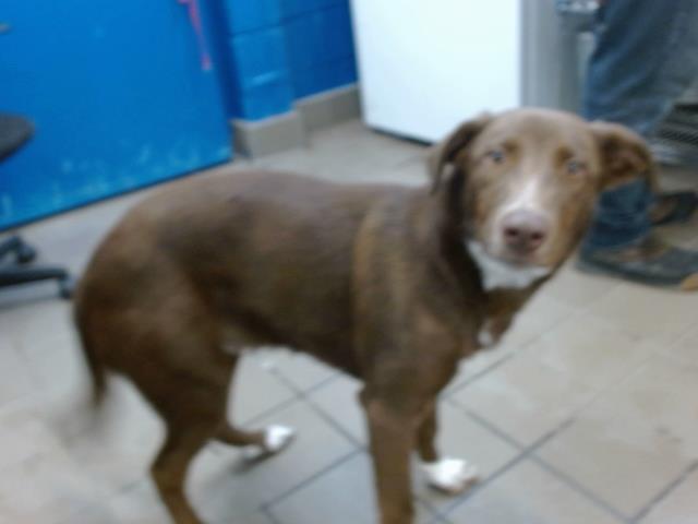 adoptable Dog in Albuquerque, NM named OSIAS