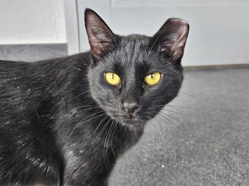 picture of the cat needing adoption