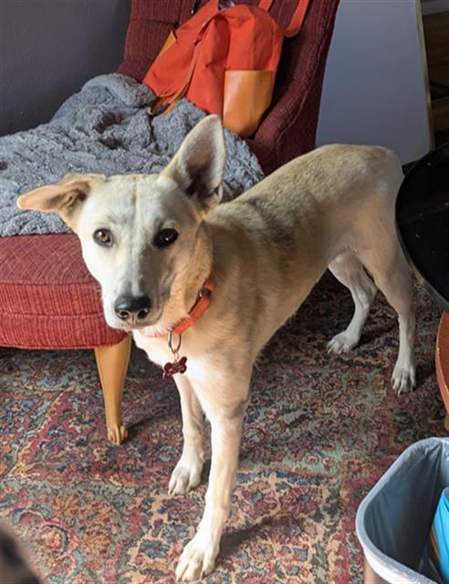 picture of the dog needing adoption
