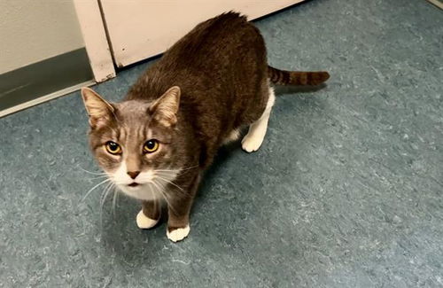 picture of the cat needing adoption