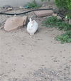 adoptable Rabbit in albuquerque, NM named ALICE BUNN TOLKAS