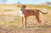 adoptable Dog in  named SNOOP DOG