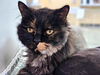 adoptable Cat in  named COOKIE