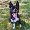 adoptable Dog in  named BEBE