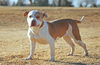 adoptable Dog in  named MELON