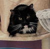 adoptable Cat in , NM named C B