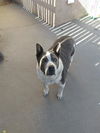 adoptable Dog in  named HANK