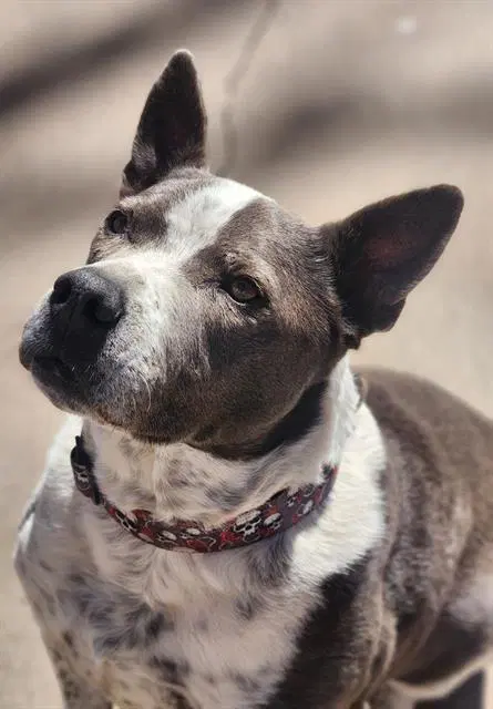 Hank - American Pit Bull Terrier