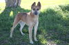 adoptable Dog in  named TUCKER
